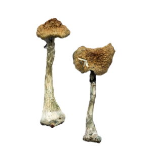 Golden Teacher Magic Mushrooms
