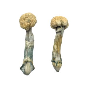 Golden Mammoth Magic Mushrooms