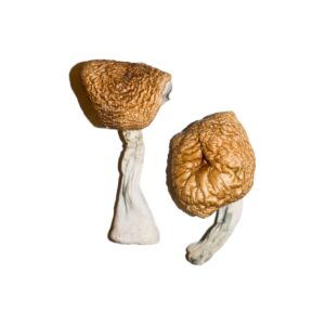 B+ Magic Mushrooms