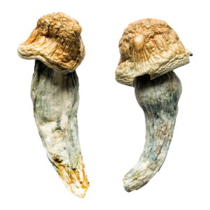 Penis Envy Magic Mushrooms